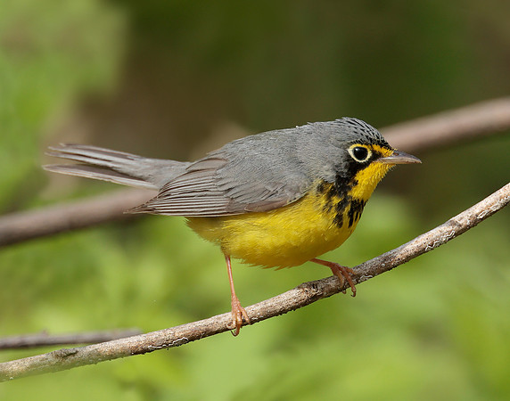 Canada Warbler Cardellina canadensis