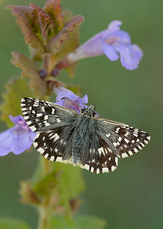 Grizzled Skipper Pyrgus malvae