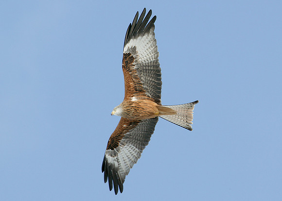 Red Kite Milvus milvus