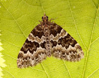 70.086 BF1773 Broken-barred Carpet Electrophaes corylata