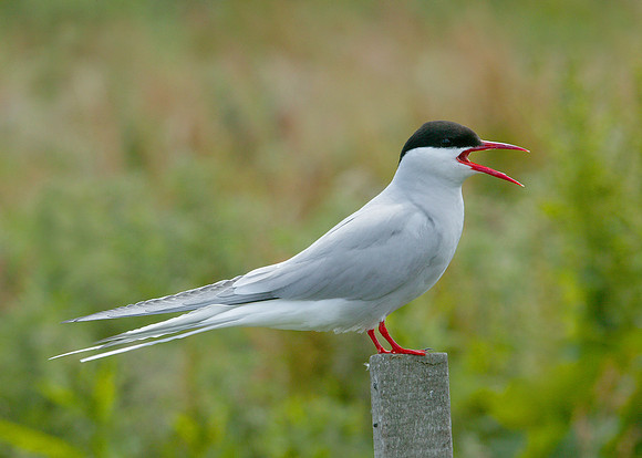Arctic Tern Sterna paradisaea