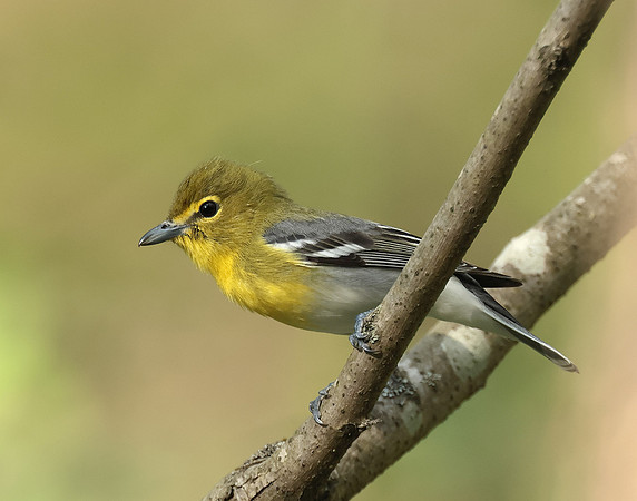 Yellow-throated Vireo Vireo flavifrons