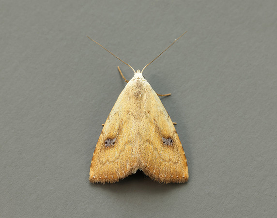 72.002 BF2474 Straw Dot Rivula sericealis