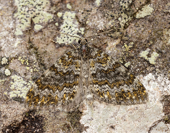 70.071 BF1743 Yellow-ringed Carpet Entephria flavicinctata