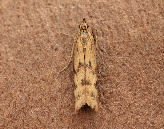 62.054 BF1481 Homoeosoma sinuella