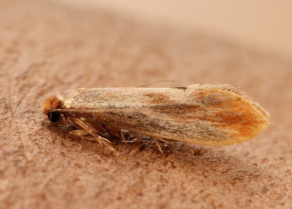 12.032 BF246 Tinea semifulvella