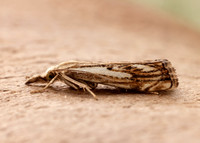 63.102 BF1316 Catoptria falsella