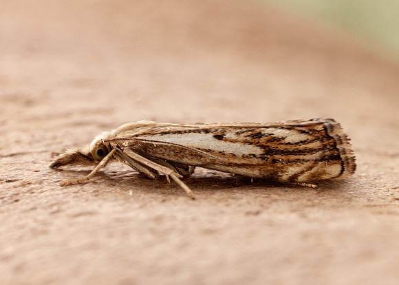 63.102 BF1316 Catoptria falsella