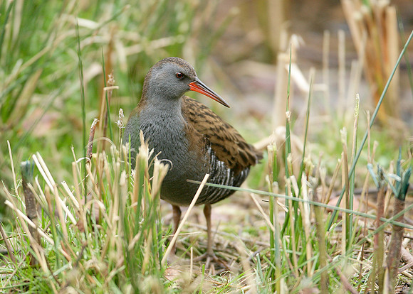 Water Rail Rallus aquaticus