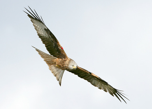 Red Kite Milvus milvus