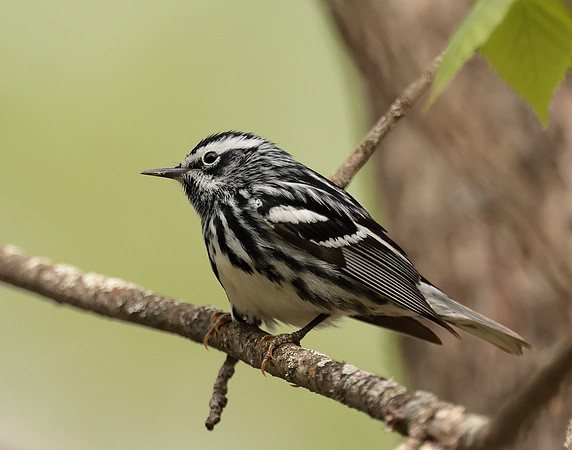 Black & White Warbler Mniotilta varia
