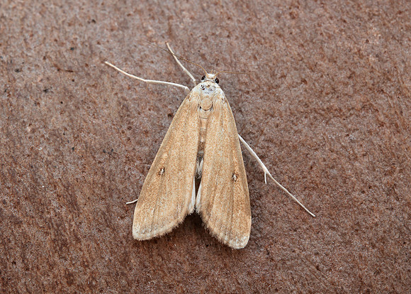 63.117 BF1348 Ringed China-mark Parapoynx stratiotata