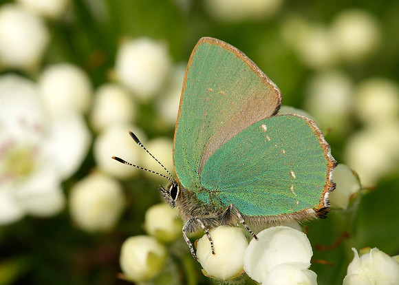 Green Hairstreak Callophrys rubi