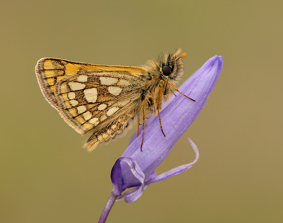 Chequered Skipper Carterocephalus palaemon