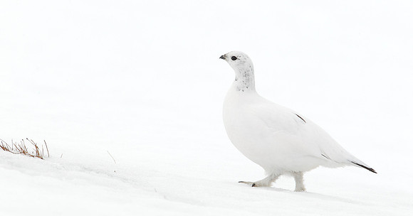 Ptarmigan Lagopus mutus