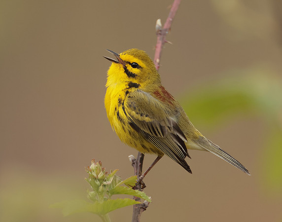 Prairie Warbler Setophaga discolor