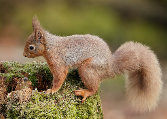 Red Squirrel Sciurus vulgaris