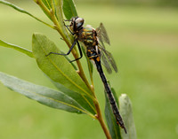 Northern Emerald Somatochlora arctica