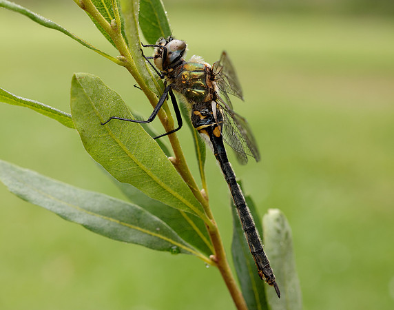 Northern Emerald Somatochlora arctica