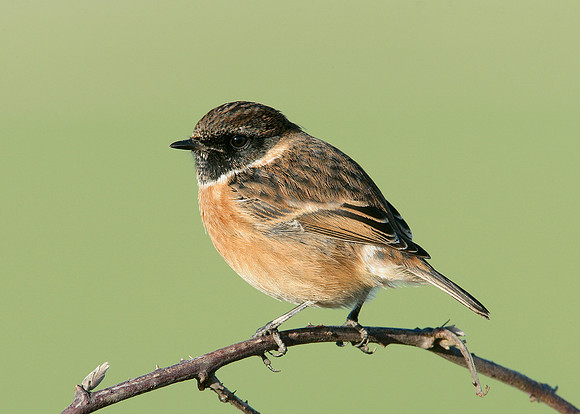 Stonechat Saxicola torquatus