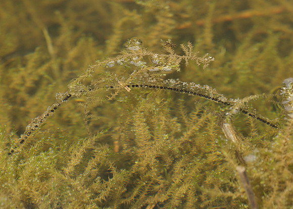 Common Toad Bufo bufo