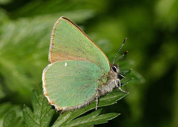 Green Hairstreak Callophrys rubi