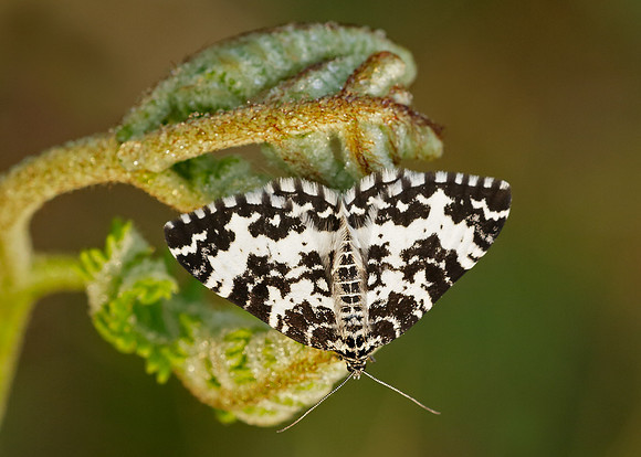 70.120 BF1787 Argent & Sable Rheumaptera hastata hastata