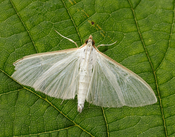 63.048 BF1408 Palpita vitrealis