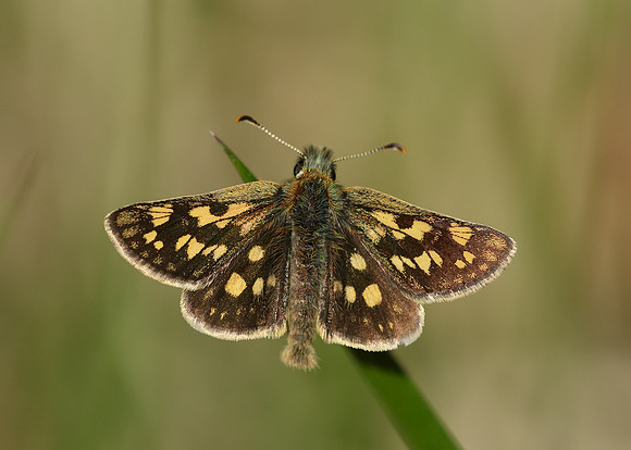 Chequered Skipper Carterocephalus palaemon