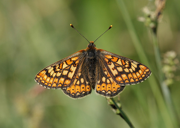 Marsh Fritillary Euphydryas aurinia
