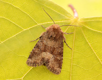 73.176 BF2340 Middle-barred Minor Oligia fasciuncula