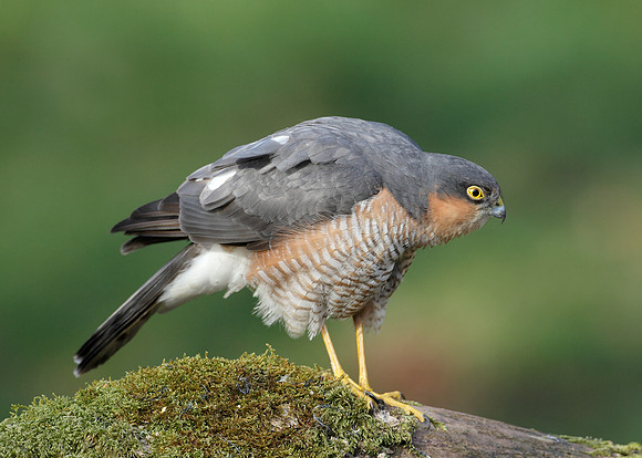 Sparrowhawk Accipiter nisus