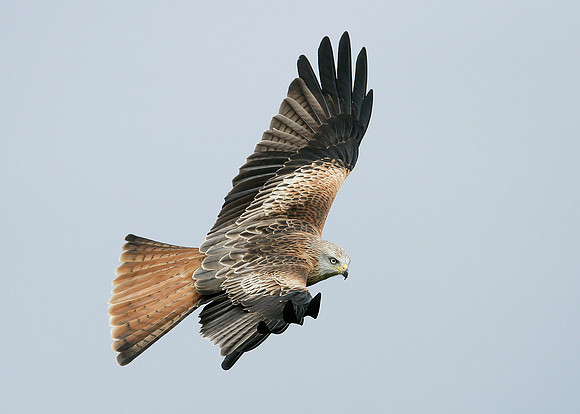 Red Kite Milvus milvus