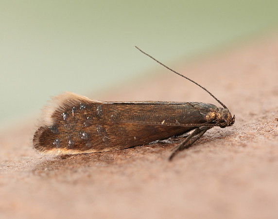 19.002 BF397 Glyphipterix thrasonella