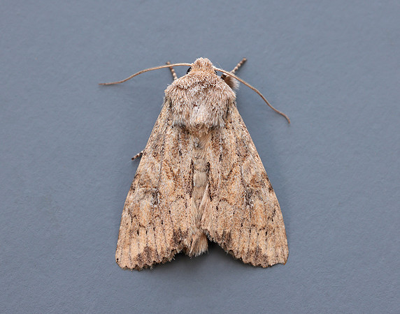 73.157 BF2333 Large Nutmeg Apamea anceps