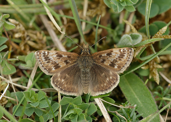 Dingy Skipper Erynnis tages