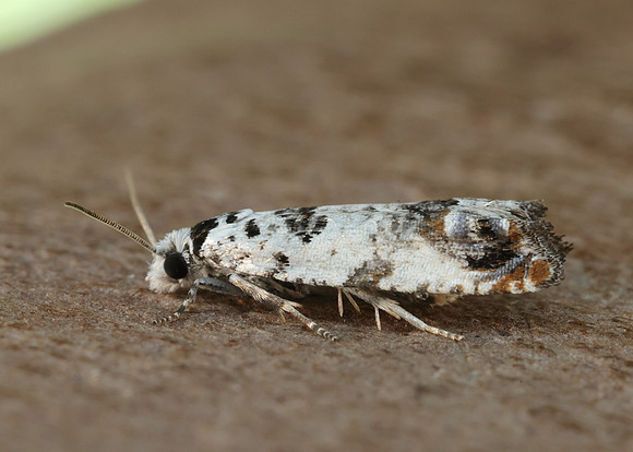 49.269 BF1197 Eucosma campoliliana