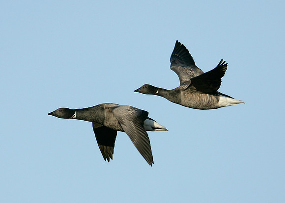 Brent Goose Branta bernicla
