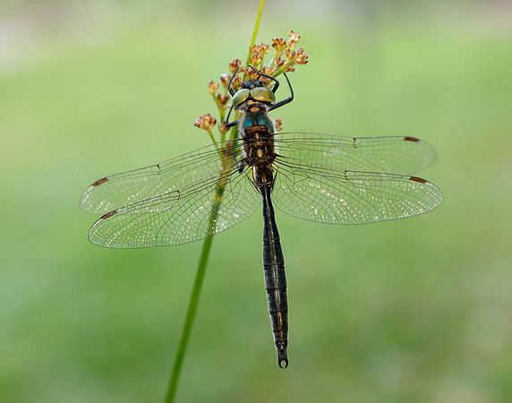 Northern Emerald Somatochlora arctica