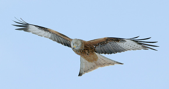 Red Kite Milvus milvus