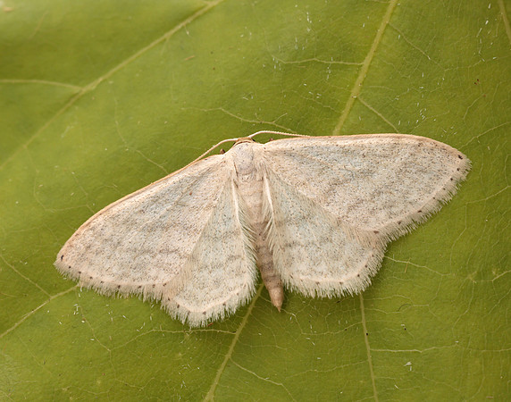 70.009 BF1709 Satin Wave Idaea subsericeata