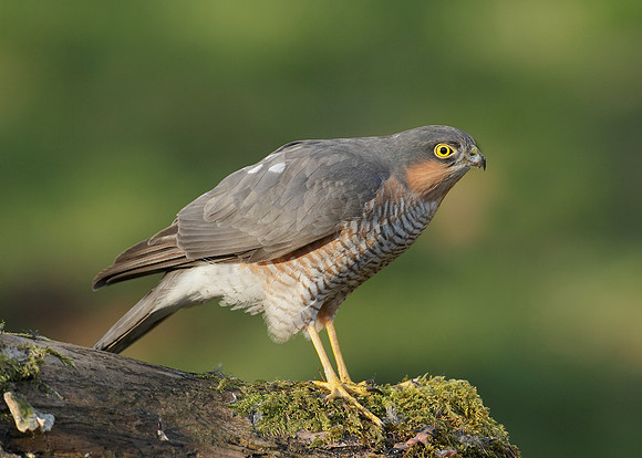 Sparrowhawk Accipiter nisus