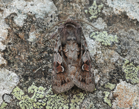 73.363 BF2125 Northern Dart Xestia alpicola