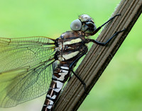 Common Hawker Aeshna juncea