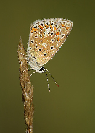 Common Blue Polyommatus icarus