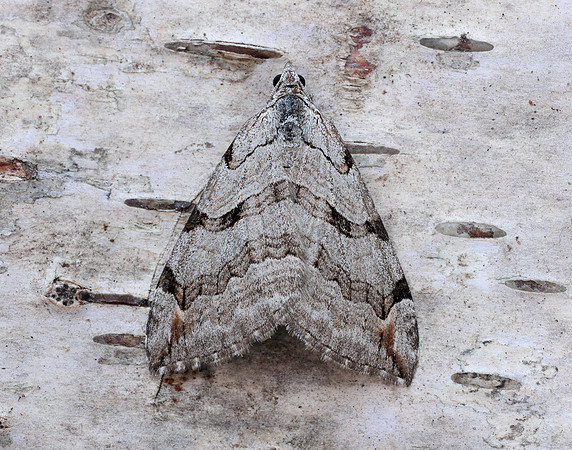 70.192 BF1867 Treble-bar Aplocera plagiata