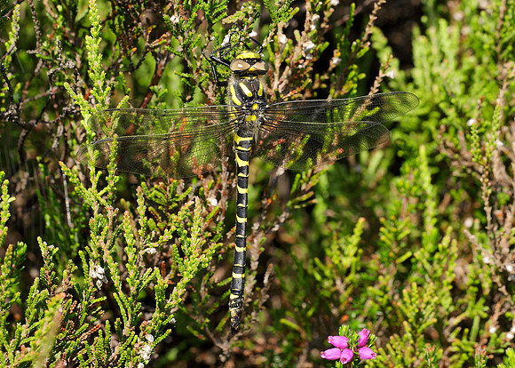 Golden-ringed Dragonfly Cordulegaster boltonii