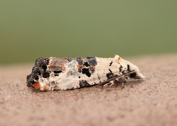 49.094 BF923 Phtheochroa sodaliana
