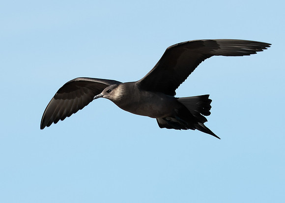 Arctic Skua Stercorarius parasiticus