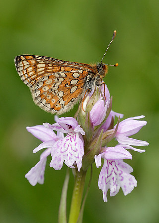 Marsh Fritillary Euphydryas aurinia